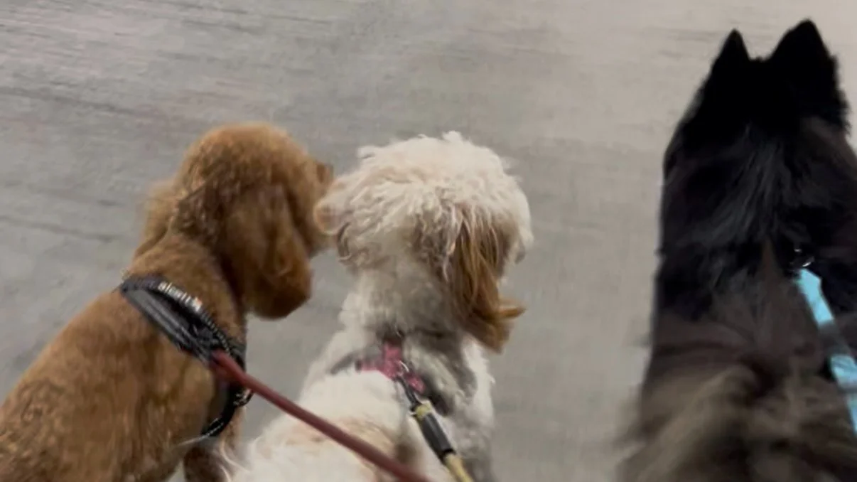 Dating with Dogs Fall Hike: Oak Hill Cemetery to Rock Creek Park
